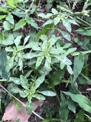 Amaranthus polygonoides