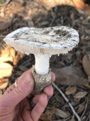 Amidella