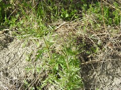 Centaurea calcitrapa