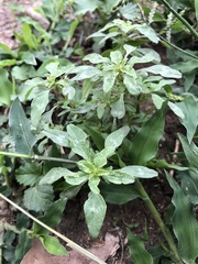 Amaranthus polygonoides