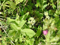 Reseda phyteuma