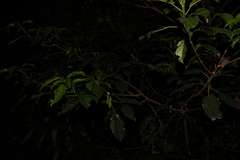 Dendrocnide photiniiphylla