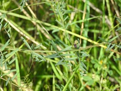 Vicia peregrina