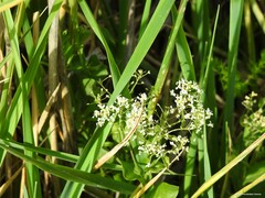 Lepidium draba