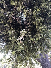 Phoradendron leucarpum tomentosum