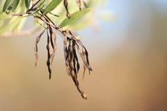 Acacia multisiliqua