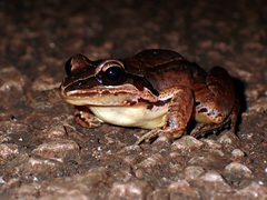 Leptodactylus mystaceus