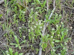 Valerianella discoidea