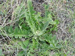Verbascum sinuatum
