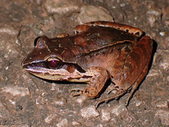 Leptodactylus mystaceus