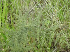 Asparagus acutifolius