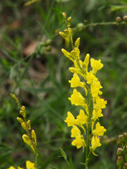 Linaria angustissima