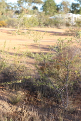 Acacia multisiliqua