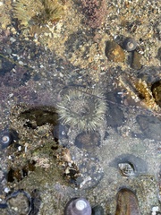 Anthozoa