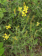 Linaria angustissima