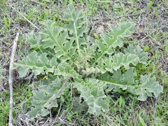 Verbascum sinuatum