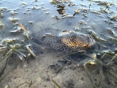 Tetractenos hamiltoni