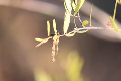 Acacia multisiliqua