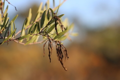 Acacia multisiliqua