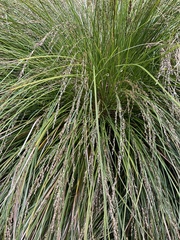Carex secta