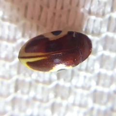 Chelonarium ornatum