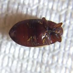 Chelonarium ornatum