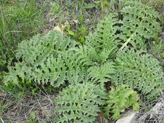 Cynara tournefortii