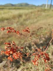 Eriogonum annuum