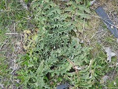 Cynara tournefortii