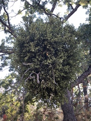 Phoradendron leucarpum tomentosum