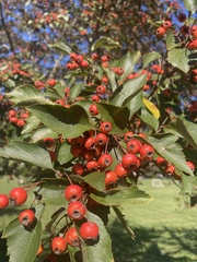Crataegus phaenopyrum