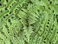 Cynara tournefortii