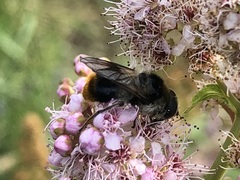 Cheilosia illustrata