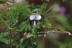 Jalmenus evagoras