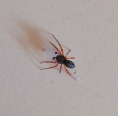 Trachelopachys