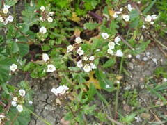 Diplotaxis erucoides