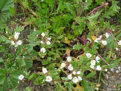 Diplotaxis erucoides