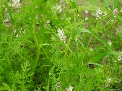 Foeniculum vulgare