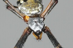 Argiope florida