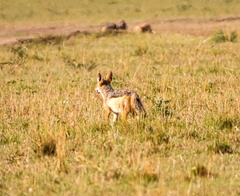 Lupulella mesomelas schmidti