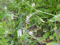 Fumaria parviflora