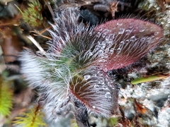 Hieracium longipilum