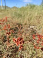 Eriogonum annuum