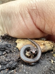 Batrachoseps attenuatus