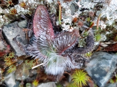 Hieracium longipilum