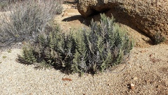 Pellaea mucronata mucronata