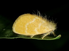 Euproctis lutea