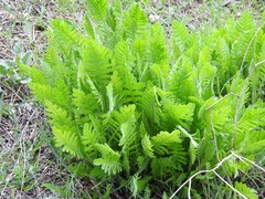 Achillea filipendulina