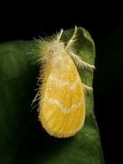Euproctis lutea