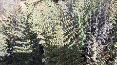 Pellaea mucronata mucronata